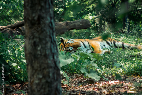Tiger resting in the shade at the zoo
