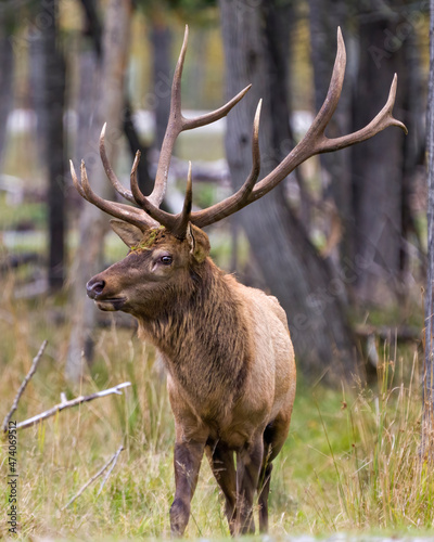 Elk Stock Photo and Image. Male bull close-up profile front view in the forest looking to the left and displaying big antlers in its environement and habitat surrounding.