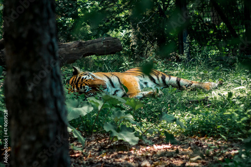 Fototapeta Naklejka Na Ścianę i Meble -  Tiger rolling around in the grass at the zoo