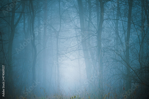 Foggy autumn forest. Mysterious scenery.