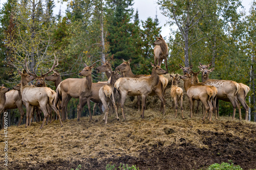 Elk Stock Photo and Image. Herd looking at the camera and feeding with a blur forest background in their envrionment and habitat surrounding.