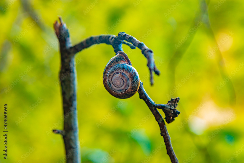 big brown snail hanging on a branch big brown snail hanging on a branch