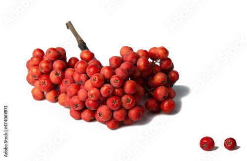 Foto a sprig of mountain ash on a white background, isolate