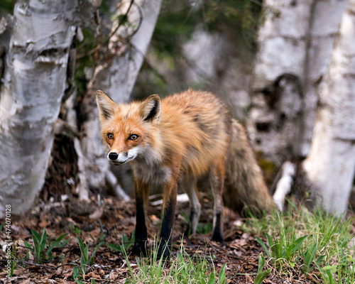 Red Fox Photo. Fox Image.close-up profile view in the springtime with birch trees background in its environment and habitat. Portrait. Photo. ©  Aline