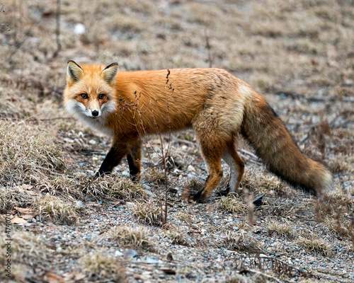 Red Fox Photo Stock. Close-up profile view side view in the spring season with blur background and enjoying its environment and habitat. Fox Image.
