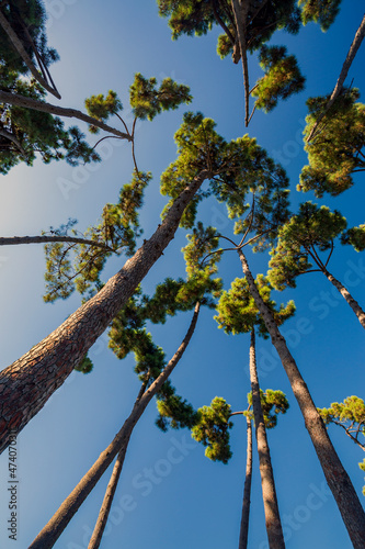 Alberi che sfiorano il cielo. Un paesaggio di natura e colori photo