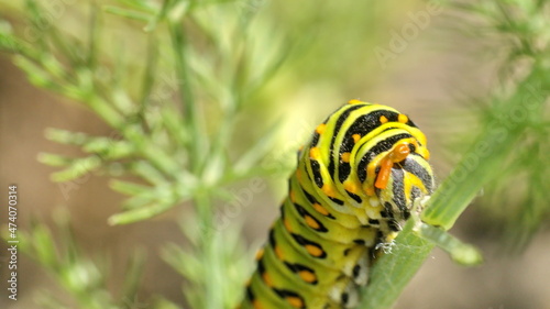 Fifth instar of an anise swallowtail butterfly caterpillar on fennel, in Cotacachi, Ecuador