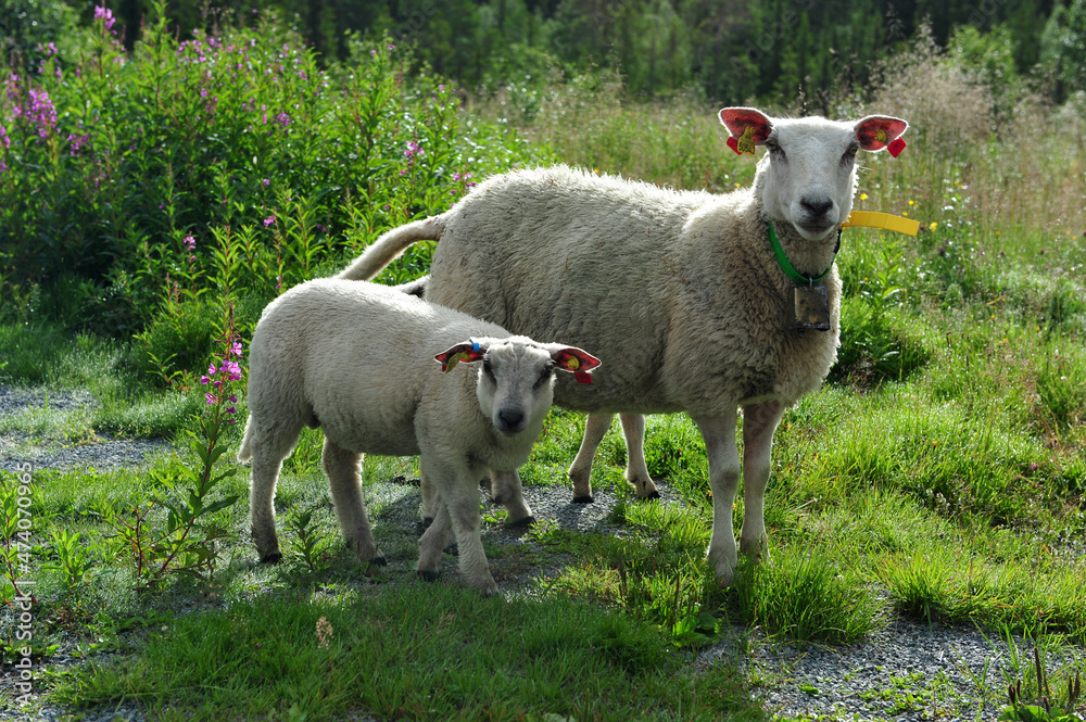 Sheep with lamb on a summer day. Sheep with lamb on a summer day.