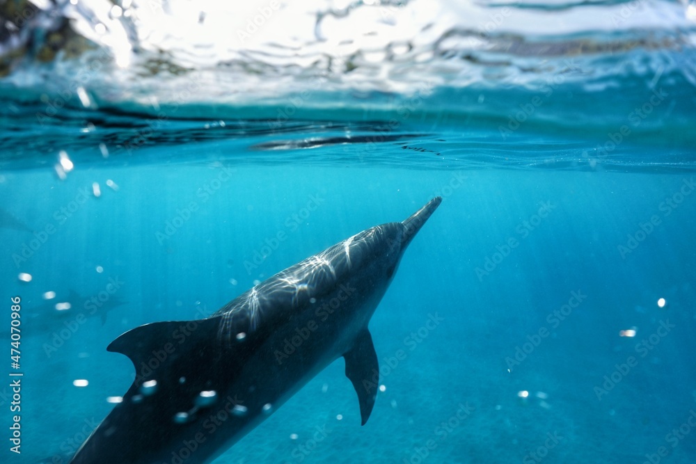 Fototapeta premium Wild Spinner Dolphins in Hawaii