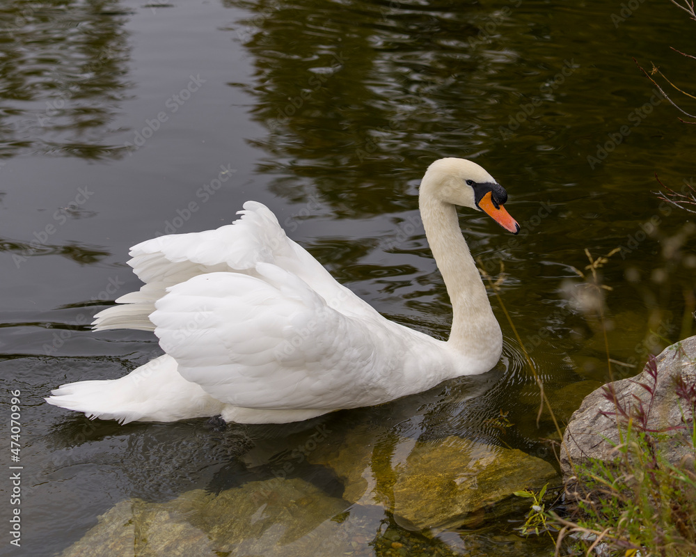 Fototapeta premium Swan Mute Stock Photo and Image. Swan Mute bird swimming with spread white wings with water background in its environment and habitat surrounding. Portrait. Picture.