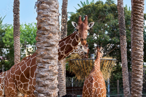 Photography Beautiful giraffes eat hay from a hay basket hanging in the air, animal feeding equipment against trees and palms