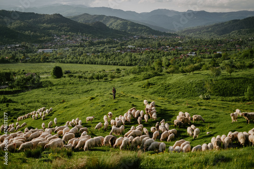 flock of sheep