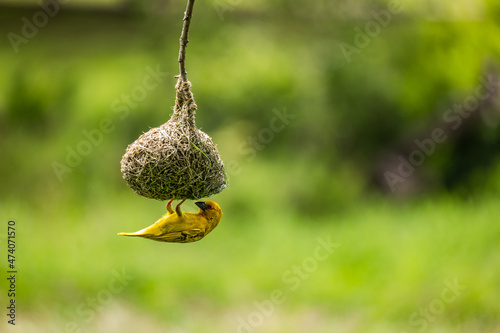 Bright yellow beaver ploceus building nest in a lush green forest photo