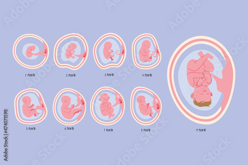 Canvas Print embryo development nine phases