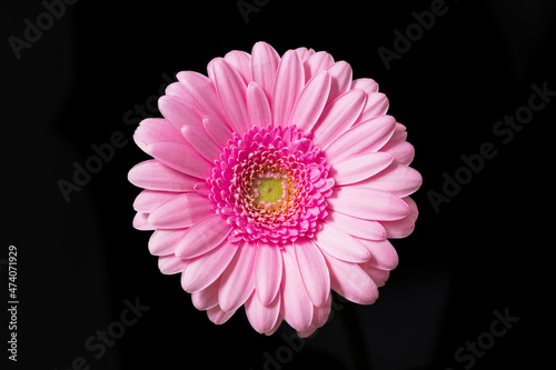 Pink gerbera on a black background. Flower without stem - flat lay