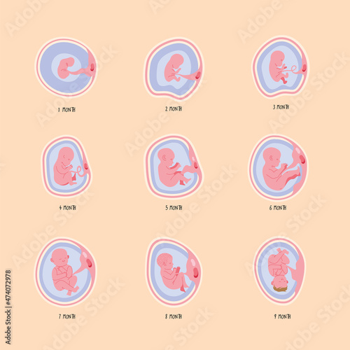 Fototapeta nine embryo development phases