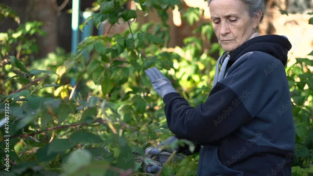 Senior woman in blue protective gloves is using a garden pruner for trimming the bushes of raspberry Senior woman in blue protective gloves is using a garden pruner for trimming the bushes of raspberry