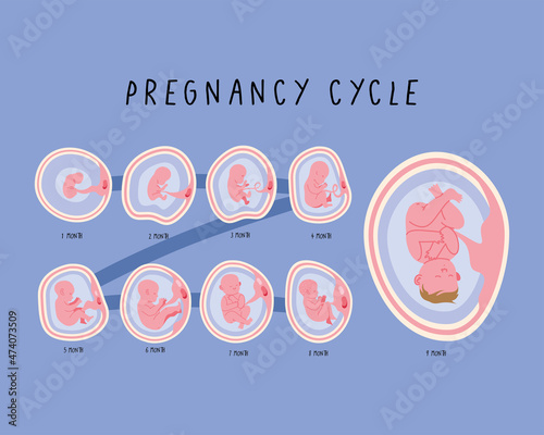 embryo development months phases