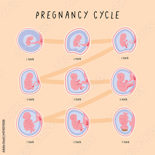 embryo development phases infographic