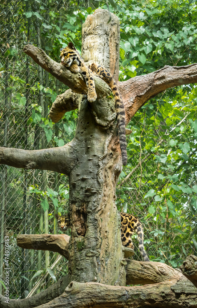 Clouded Leopard resting in tree in zoo enclosure in Tennessee.