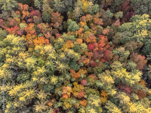 View of a forest in the fall season. © Marcio