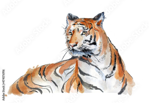 The tiger lies and looks attentively - portrait - watercolor drawing. On a white background isolated