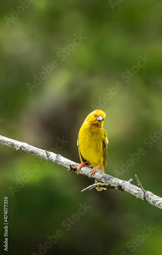 Bright yellow beaver ploceus sitting on a branch with lush green soft-focus foliage