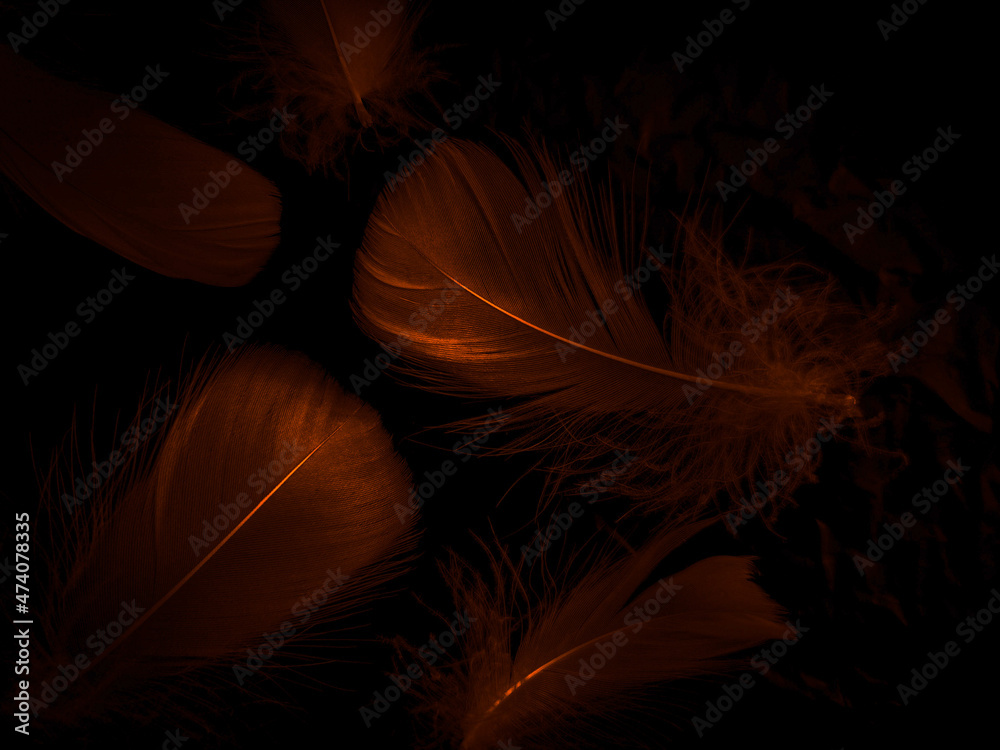 Beautiful abstract white and brown feathers on black background, soft