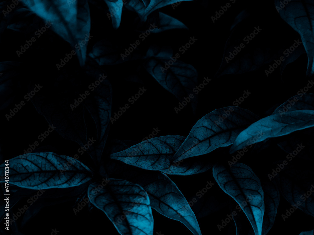 Fototapeta premium Beautiful abstract black blue flowers on black background, light purple flower frame, blue leaves texture, dark background, flowers for Christmas and valentines day, love theme blue leaves texture