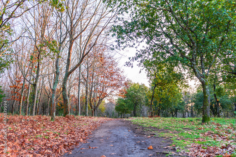 Naklejka premium Orange sunset in a forest, in the middle of autumn with fallen leaves.