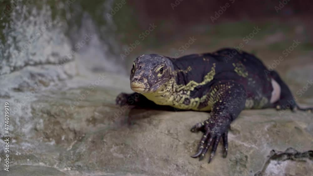 VARANUS SALVATOR during daytime activity, close-up VARANUS SALVATOR during daytime activity, close-up