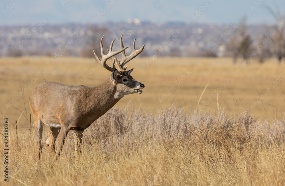 Whitetail Deer Buck in the Rut in Colorado in Autumn Whitetail Deer Buck in the Rut in Colorado in Autumn