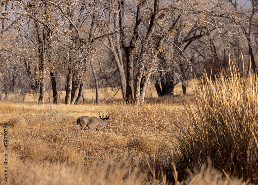 Whitetail Deer Buck in the Rut in Colorado in Autumn