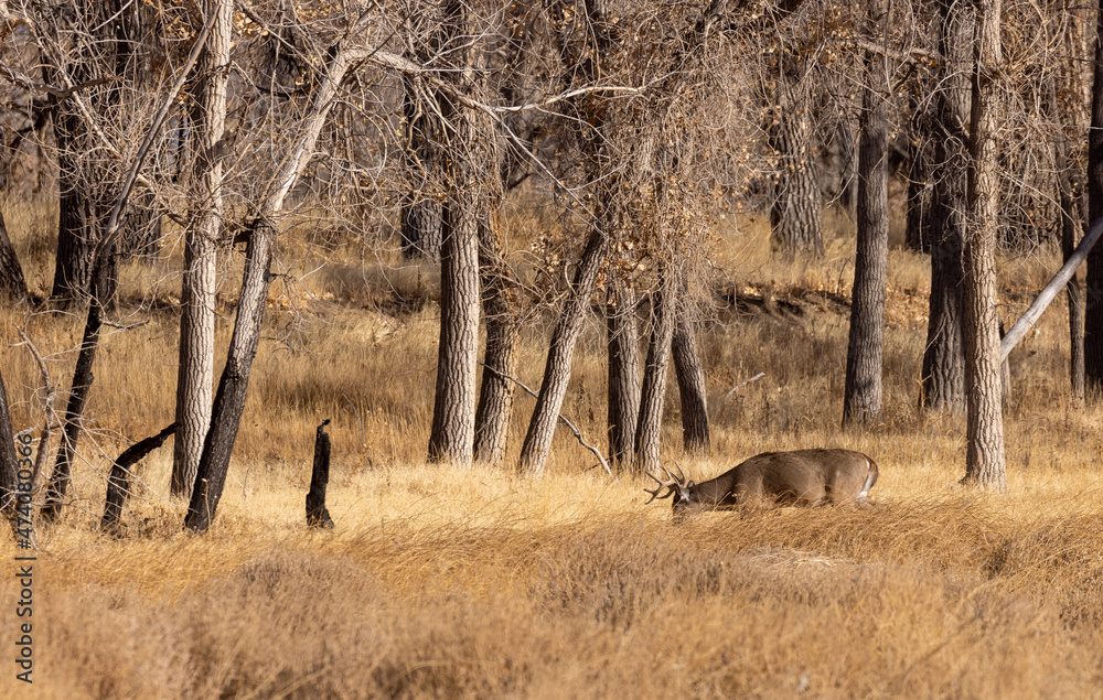 Whitetail Deer Buck in the Rut in Colorado in Autumn Whitetail Deer Buck in the Rut in Colorado in Autumn