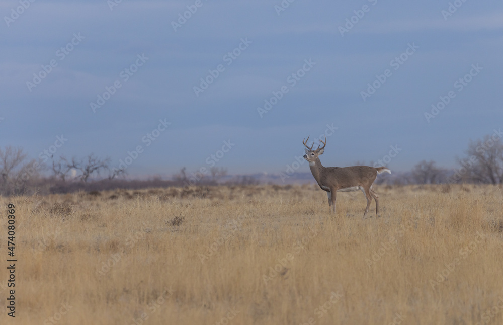 Naklejka premium Whitetail Deer Buck in the Rut in Colorado in Autumn