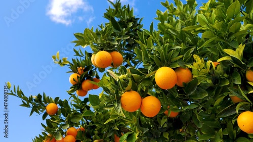 oranges on tree branch