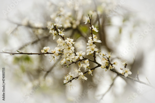 Frühling © Dieter Engelhardt