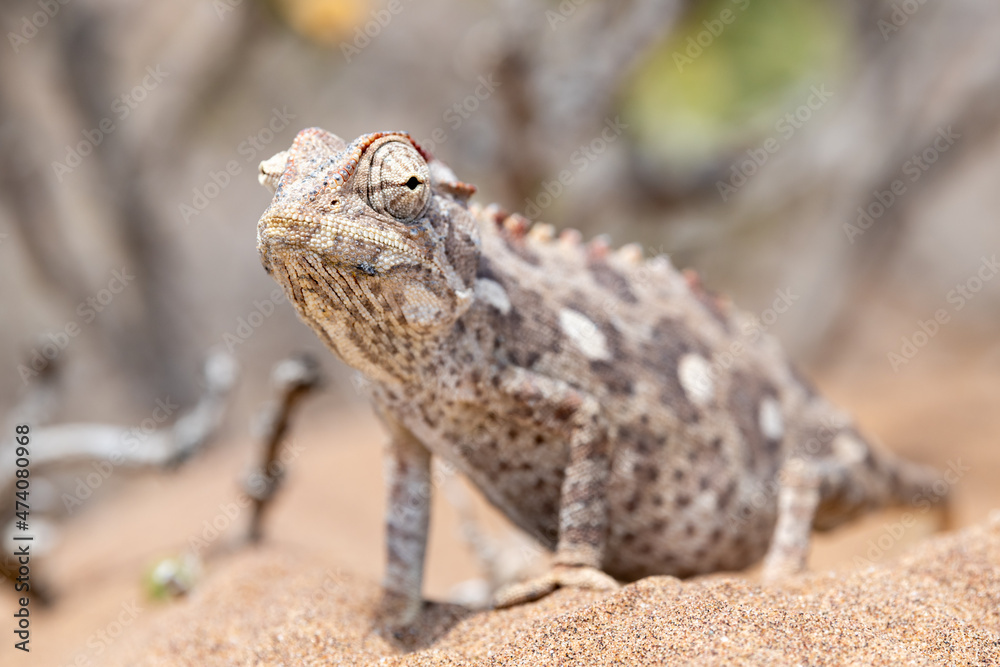 An attentive, hungry chameleon in the Namib Desert near Swakopmund, Namibia, Africa. An attentive, hungry chameleon in the Namib Desert near Swakopmund, Namibia, Africa.