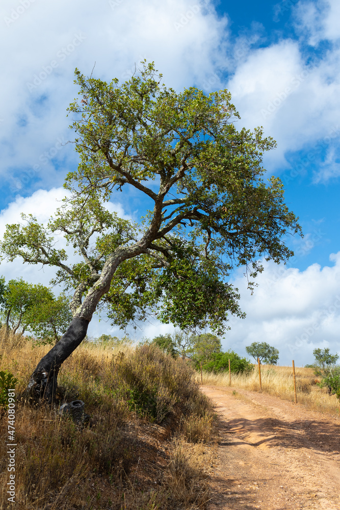 Obraz premium Highlands of the Algarve, Portugal.