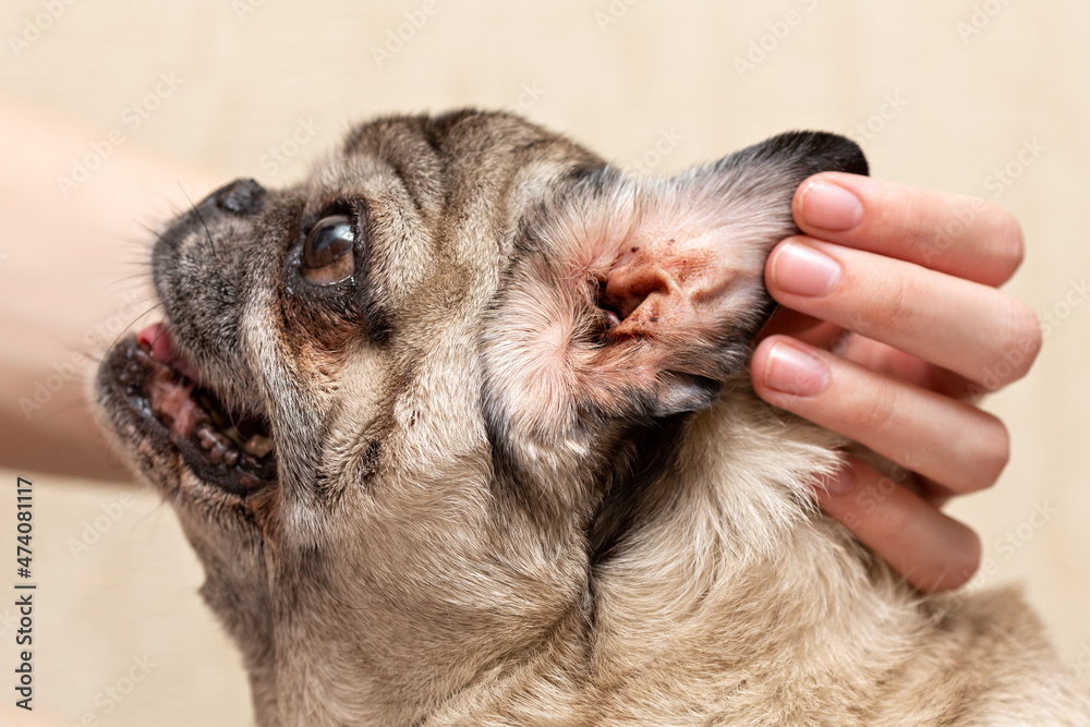 Beige pug. Dirty ear of the dog. Ear mites, allergic otitis media