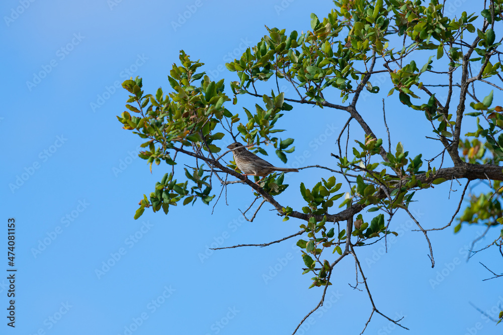 Corn Bunting or Emberiza calandra sitting on the cork oak tree. Algarve Portugal. Corn Bunting or Emberiza calandra sitting on the cork oak tree. Algarve Portugal.