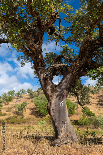 Cork oak with the number of the cork harvesting crew. Algarve Portugal.