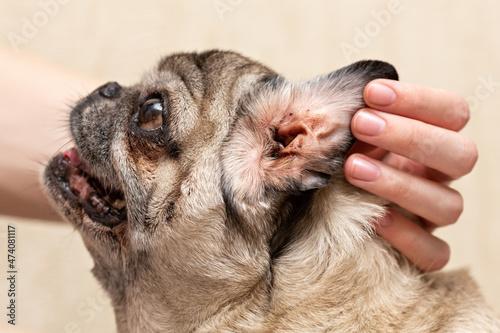 Beige pug. Dirty ear of the dog. Ear mites, allergic otitis media.