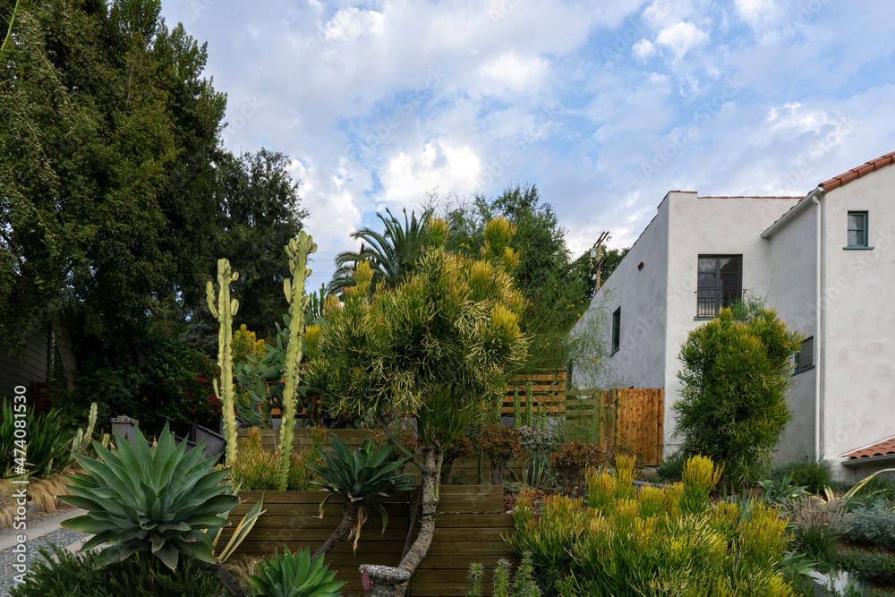 Landscaping with palm trees and succulents at front yards of houses in Los Angeles