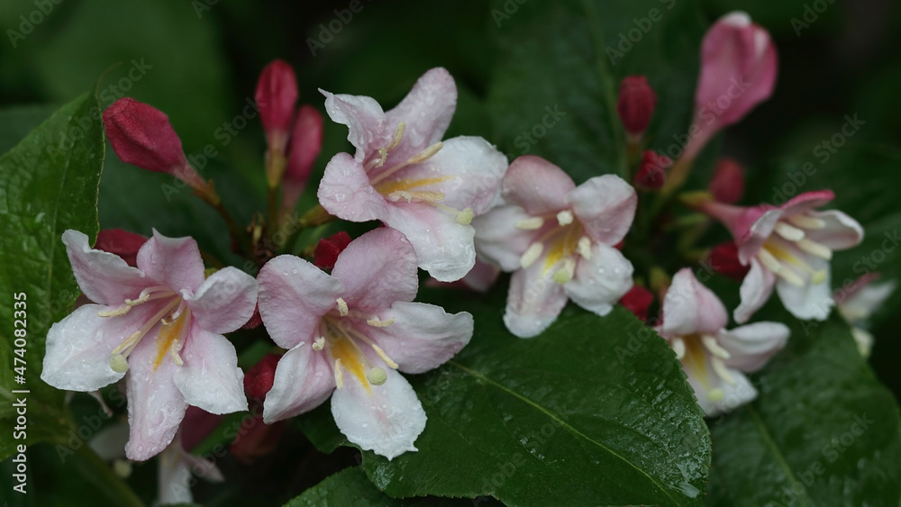 Close-up of Weigela Rosea .Blooming weigela bush in the garden.Delicate pink flowers on a green bush. Floral background. Many pink flowers on a bush in the garden. Beautiful bells bloom pink Close-up of Weigela Rosea .Blooming weigela bush in the garden.Delicate pink flowers on a green bush. Floral background. Many pink flowers on a bush in the garden. Beautiful bells bloom pink