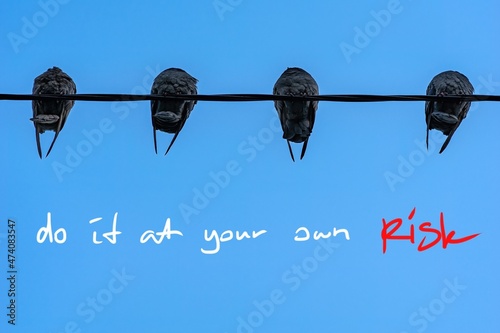 Canvas Print Pigeons birds on the wire from above