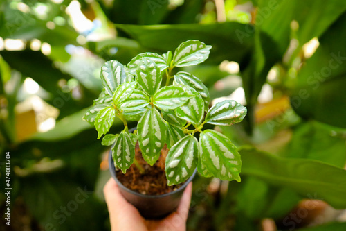 Pilea Cadierei Live Plant Indoor Aluminium Plant photo