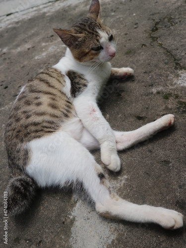 3 year cute adult male cat who likes to sunbathe in front of the house photo