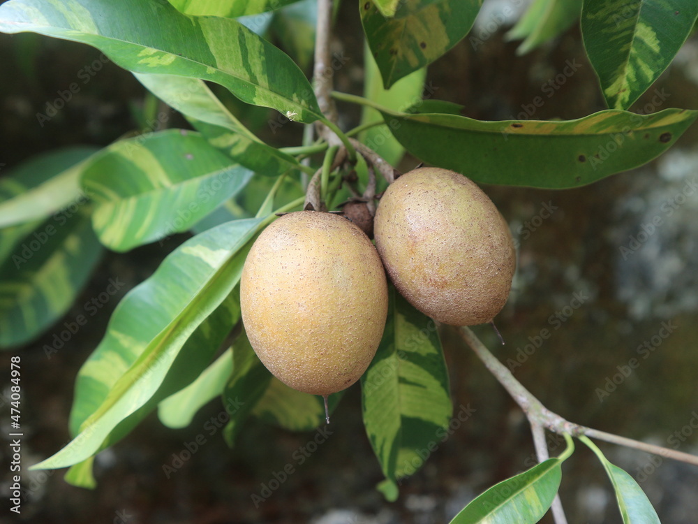 Hanging Rape sapodila or sawo on beautiful tree Hanging Rape sapodila or sawo on beautiful tree