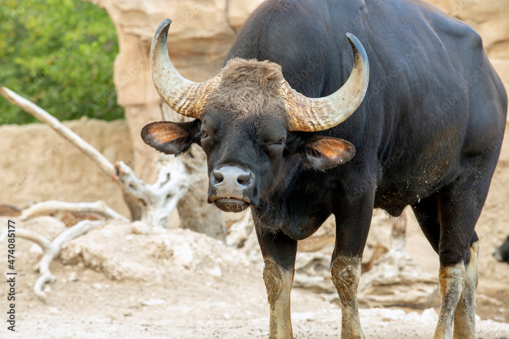 Gaur (Bos gaurus), also called seladang or Indian bison Stock 写真 | Adobe  Stock